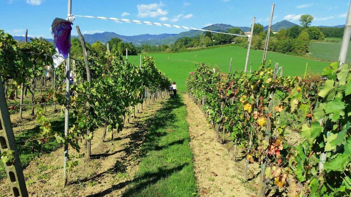 Tuscan Hills - Stonehouse, Garden & Pool Виккьо Экстерьер фото